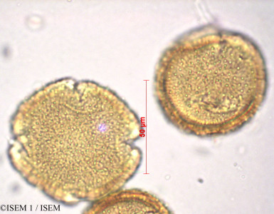 Abelia grandiflora - lame n° 27854